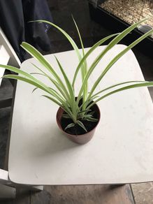 SpiderPlants - multiple sizes available!