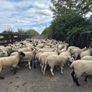 Ewe Hoggets for sale Image 4