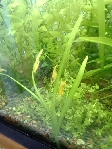 Aquarium plants