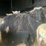 valais blacknose lambs cross Image 3