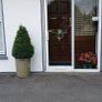 a pair of beautiful buxus  trees in containers Image 4