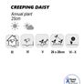 (D) Creeping Daisy seeds 0,3g (447217) Image 3