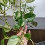 Manjula Pothos (Epipremnum aureum 'Manjula') Image 3