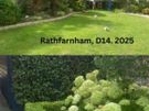 Professional Garden Maintenance - Dublin & North Wicklow Image 2