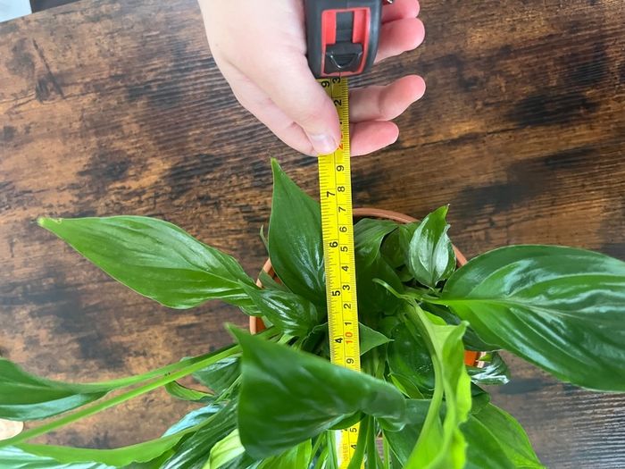 Peace lily house plant