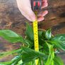 Peace lily house plant Image 4