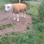 Pbnr Texel Ram lamb Image 3