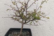 Native Irish Hawthorn Bonsai #1
