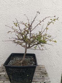 Native Irish Hawthorn Bonsai #1