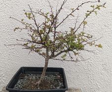 Native Irish Hawthorn Bonsai #1