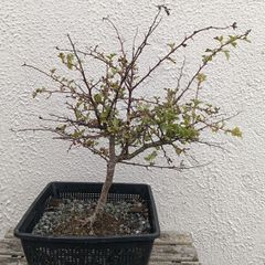 Native Irish Hawthorn Bonsai #1