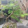 Japanese larch bonsai start material Image 3