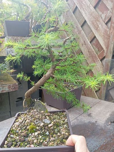 Japanese larch bonsai start material