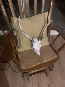 sika deer with antlers