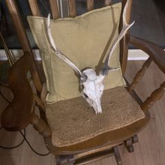 sika deer with antlers