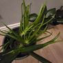 Indoor plants Image 2