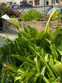 free garden plants