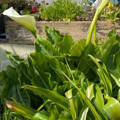 free garden plants