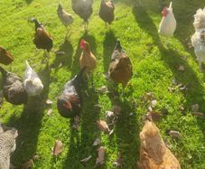 hens