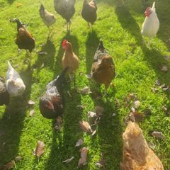 hens