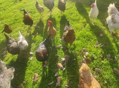 hens