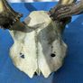 Deer skull and horns Image 3
