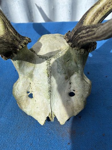 Deer skull and horns