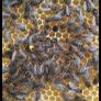 Nucs of Bees Image 3