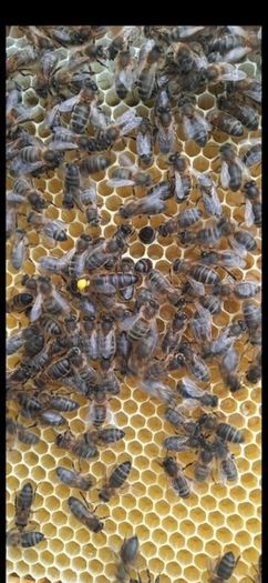 Nucs of Bees