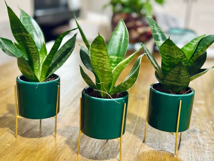 Sansevieria Mix in 9cm decorative pot