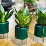Sansevieria Mix in 9cm decorative pot Image 9
