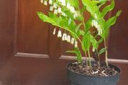 "Solomon's seal "(poligonadum).
