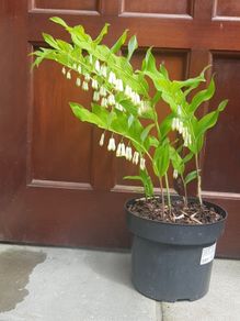 "Solomon's seal "(poligonadum).
