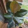Rubber plant Image 2