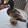 Vintage Taxidermy Mallard Duck Image 6