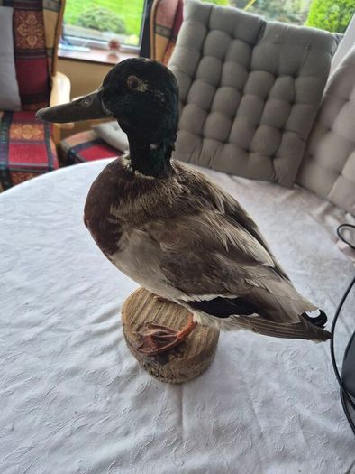 Vintage Taxidermy Mallard Duck