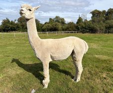 Stud Alpaca & Female Alpaca with Cria