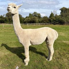 Stud Alpaca & Female Alpaca with Cria