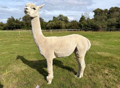Stud Alpaca & Female Alpaca with Cria