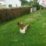 Rooster Image 5