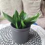 Sansevieria Hahnii with offsets in cute pot Image 7