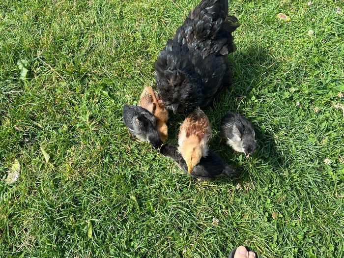 baby chicks