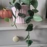 Scidnapsus pictus " Silver Ann" Satin pothos. House plant Image 8