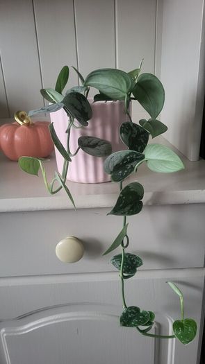 Scidnapsus pictus " Silver Ann" Satin pothos. House plant