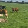 Organic bulls portumna mart Image 6