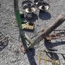 Antique trolleys delivery available Image 3