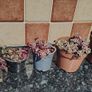 Crassula marginalis rubra variegata - House Plant Image 9