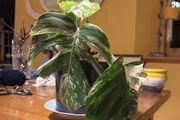 Albo monstera