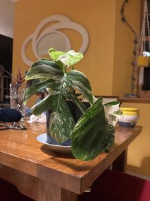 Albo monstera