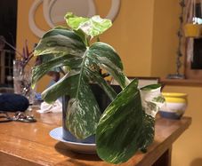 Albo monstera